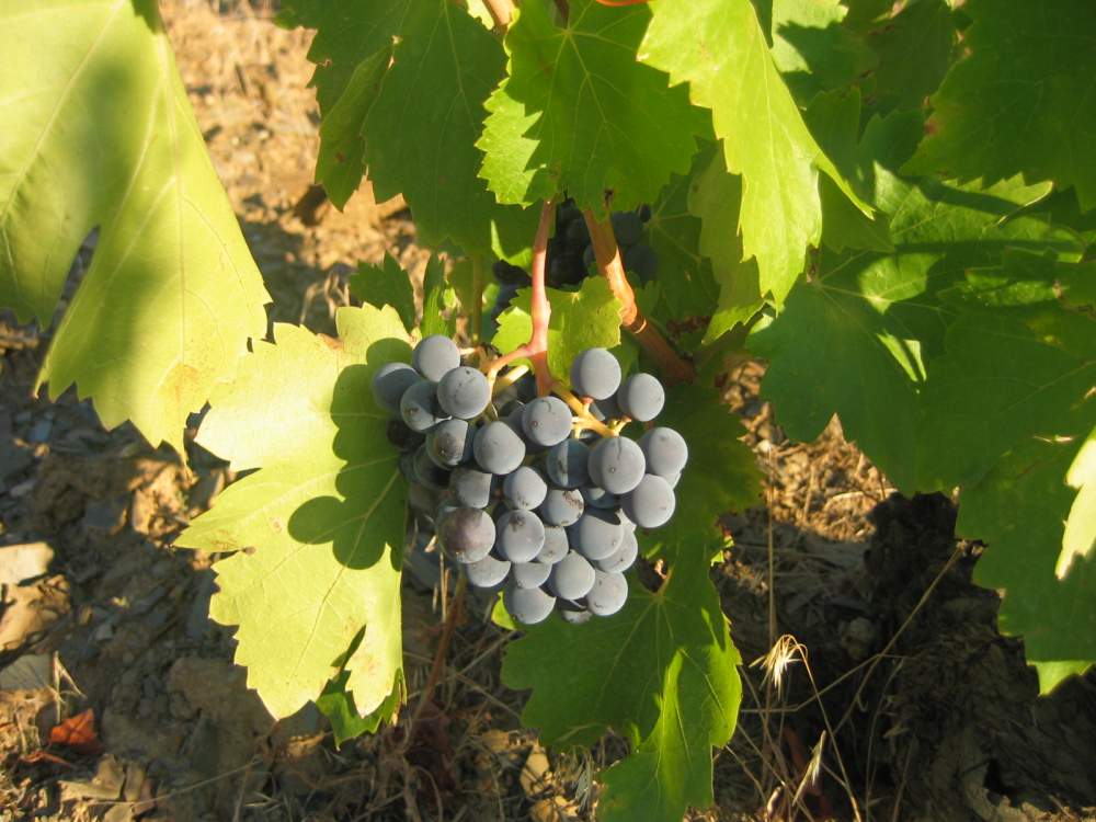 Ruta del Vino de Calatayud