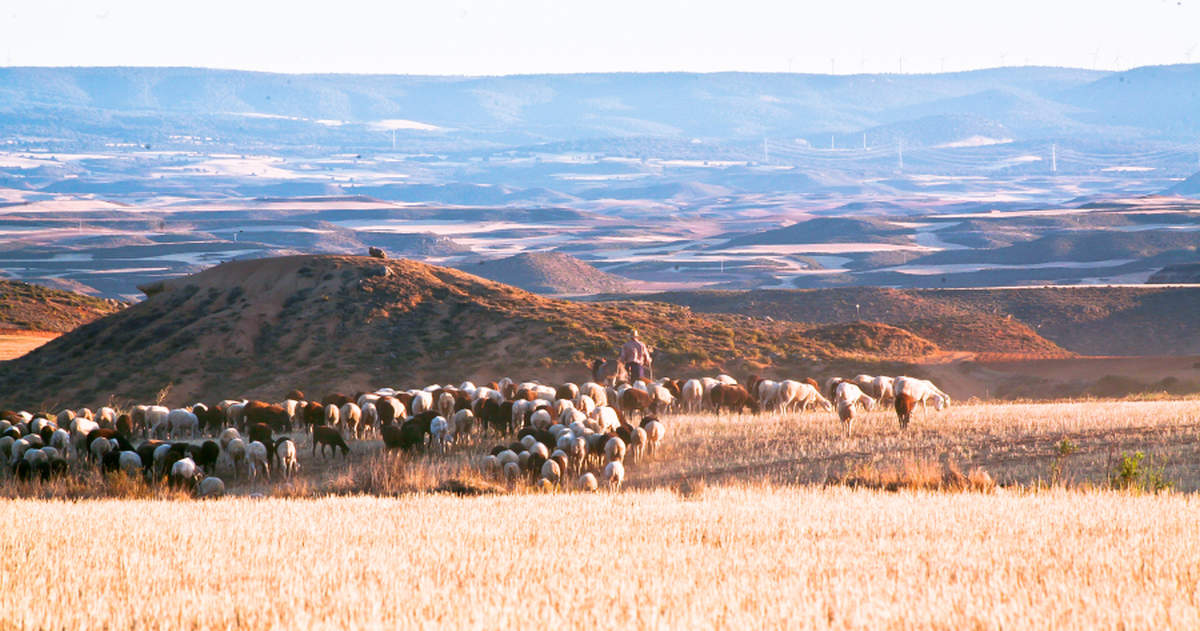 Pozuel de Ariza – Pastoreando