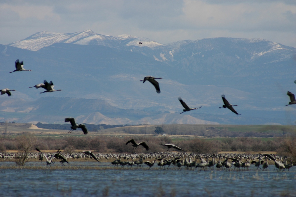 Ruta ornitológica 6. Huesca y alrededores