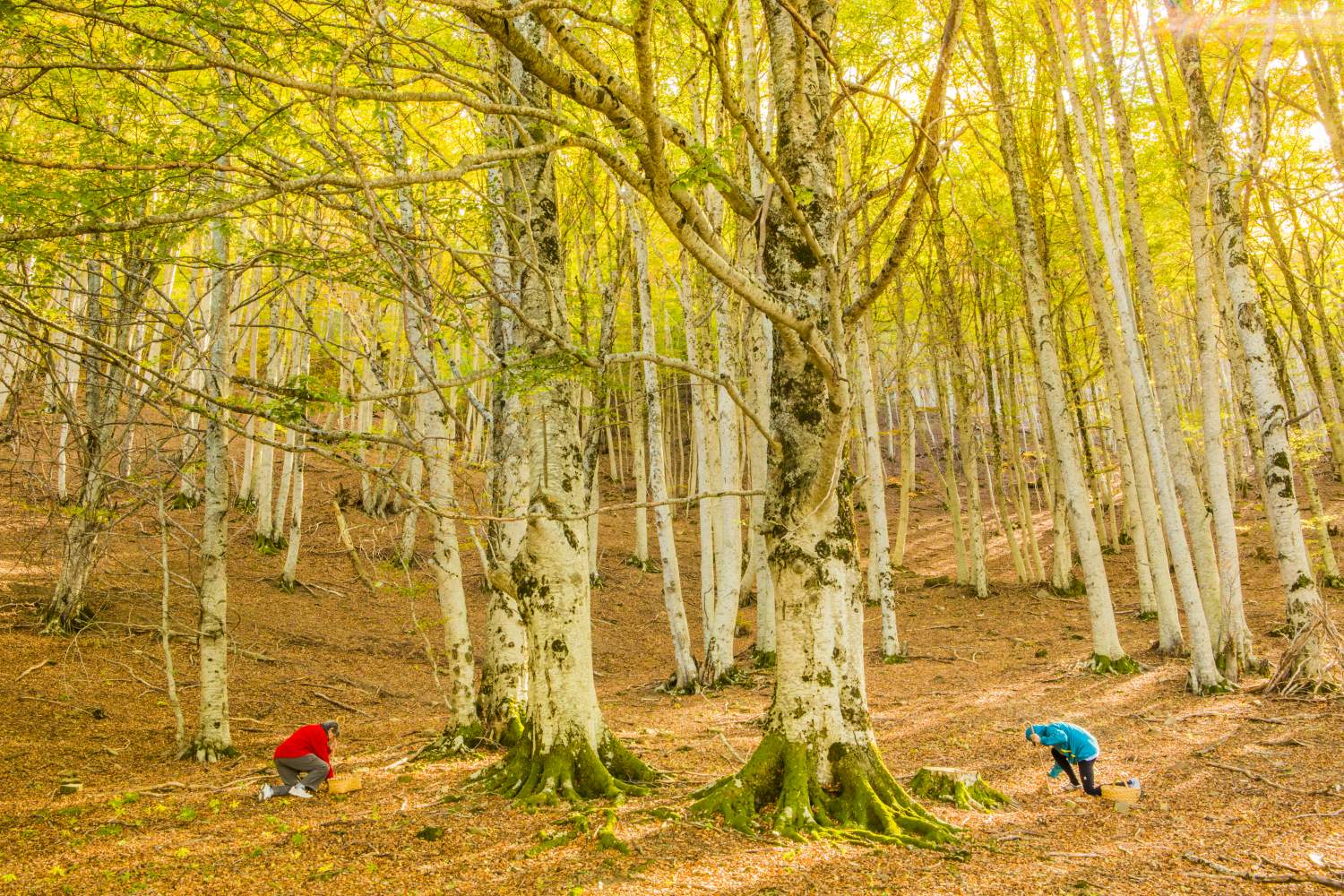 10 bosques aragoneses imprescindibles en otoño : Turismo de Aragón
